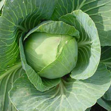 Golden Acre Cabbage